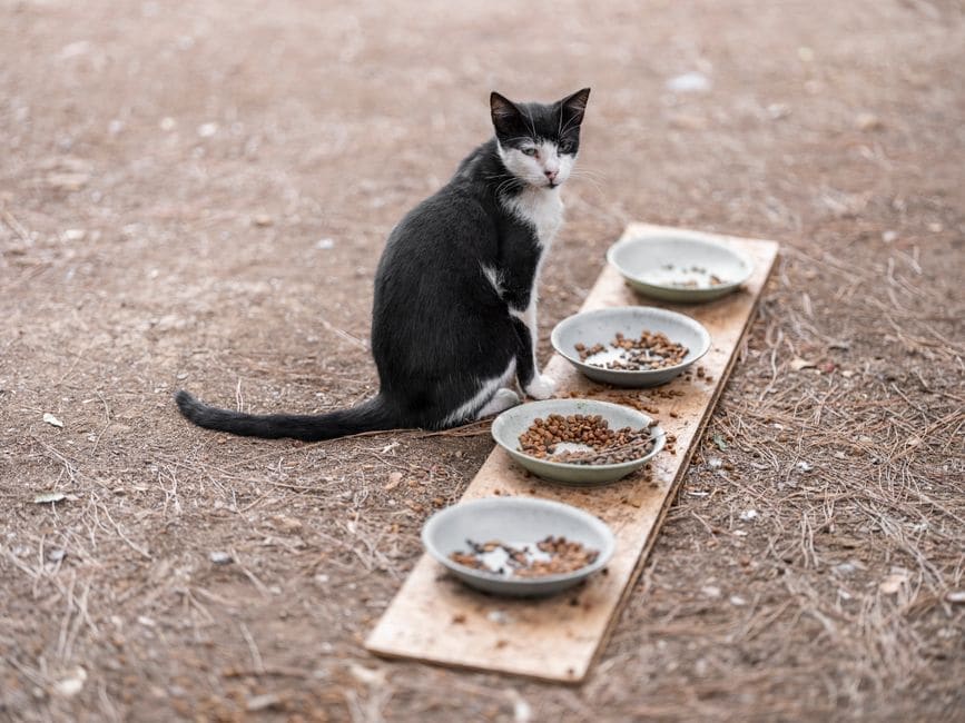Automatic Pet Feeders (Category Check)