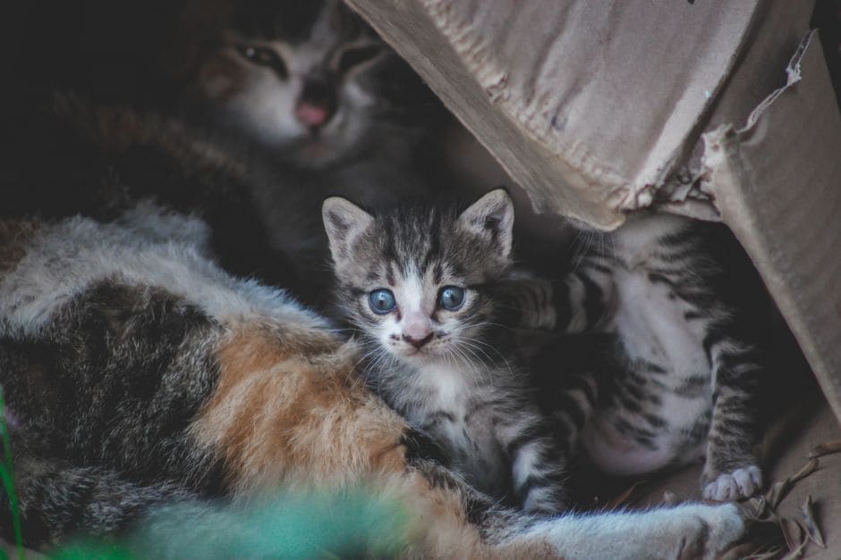 Cat Litter Types: Does Paying More Pay Off?