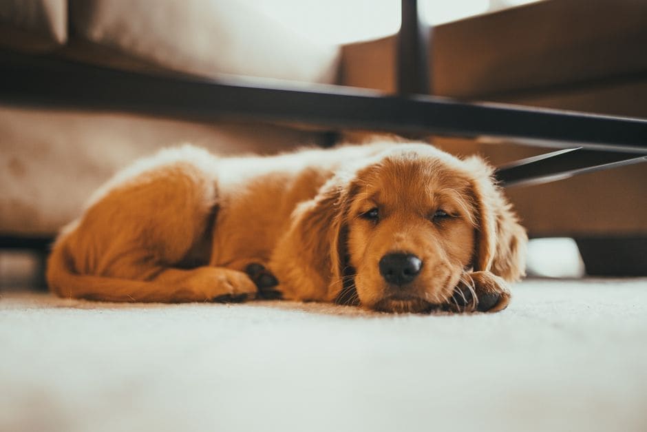 Pet Cameras (Category Check)
