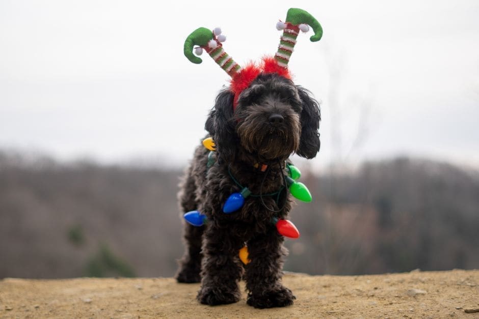 Pet Costumes & Novelty Gear (Skip)