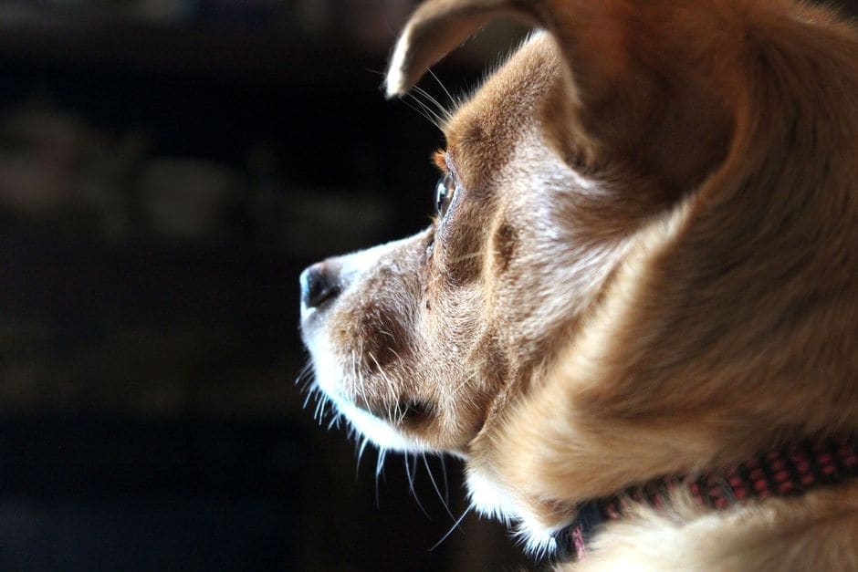 Pet GPS Trackers vs. AirTags