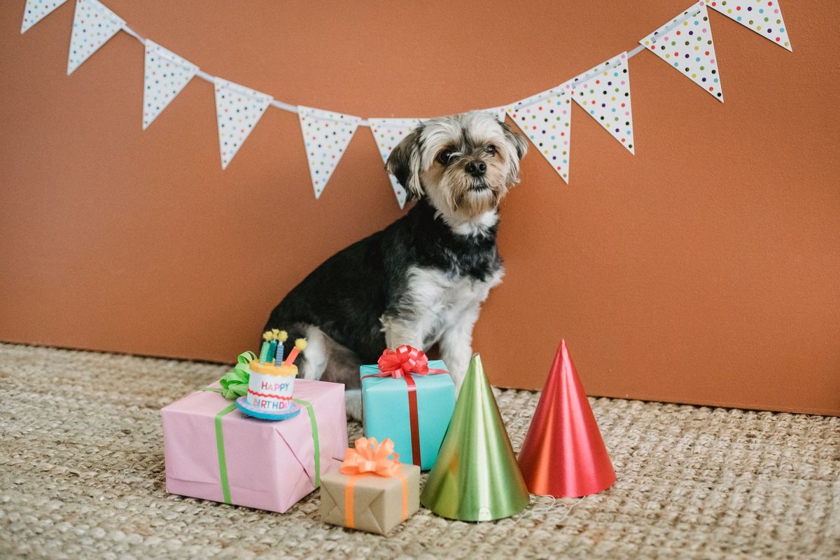 Pet Subscription Boxes: Toys, Treats and the Renewal You Forgot