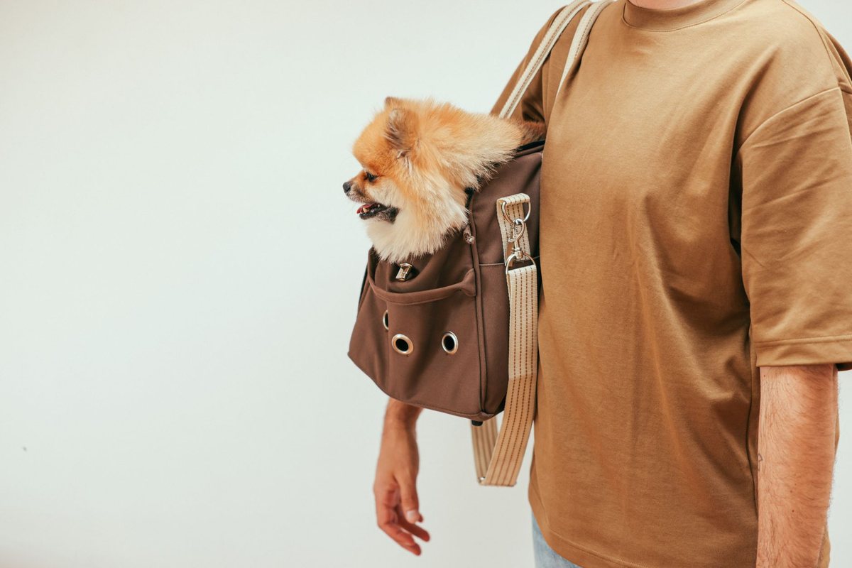 Carriers and Crates: Buying for the Journey You Actually Take