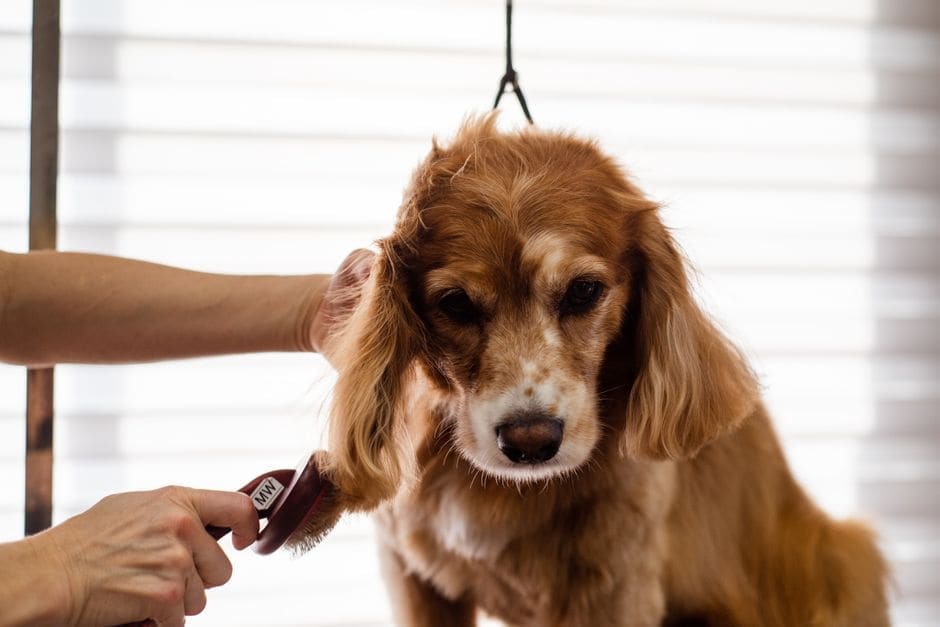 PetEdge Grooming Supplies